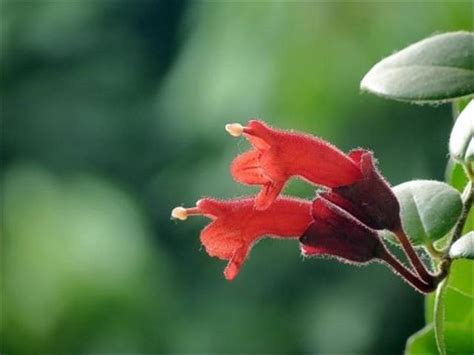 口紅花照顧|口紅花養殖攻略